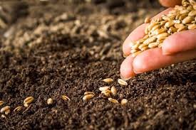 🪴 Acheter ses semences en ligne, est-ce vraiment sûr ?