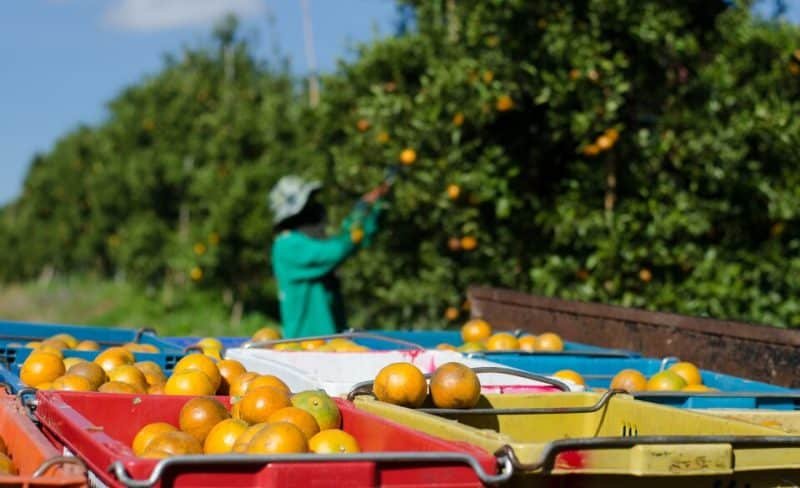 Export des agrumes marocains : marchés, opportunités et acteurs de la filière