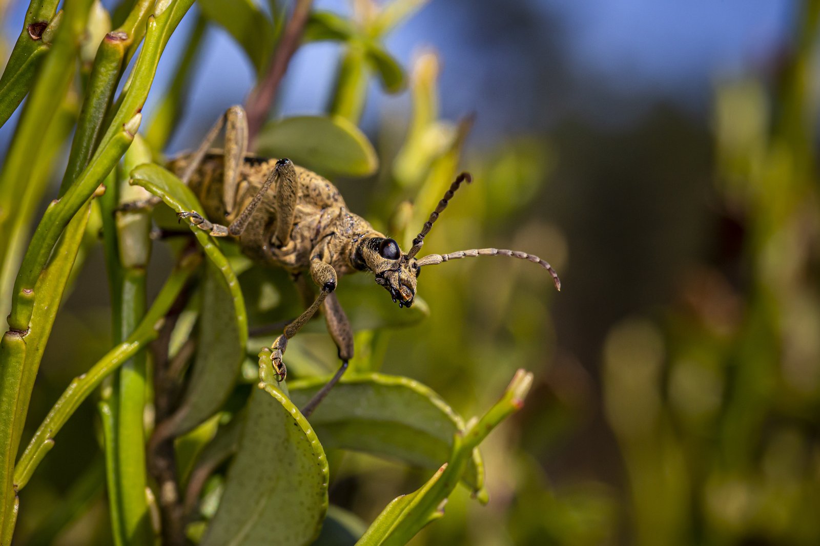 Les insectes alliés : protéger les cultures sans produits chimique